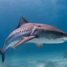 Tigerhai Hungry Shark Wiki Fandom