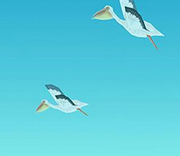 Pelican
