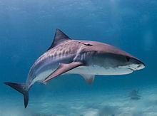 220px-Tiger shark