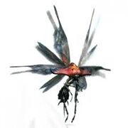 Images5