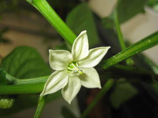 File:Yellow Pepper Flower.jpeg