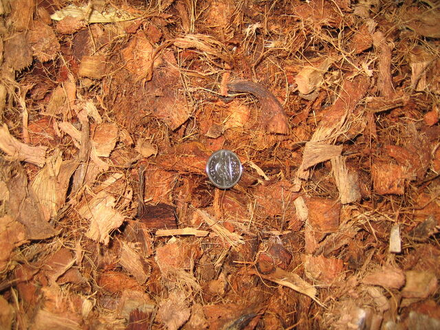 File:Coco Chunk.jpeg