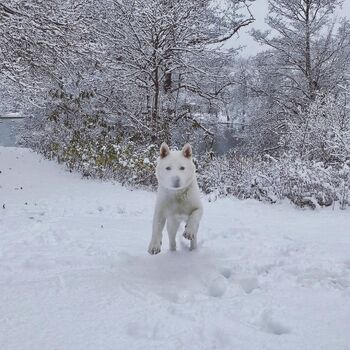 Ghost in Snow