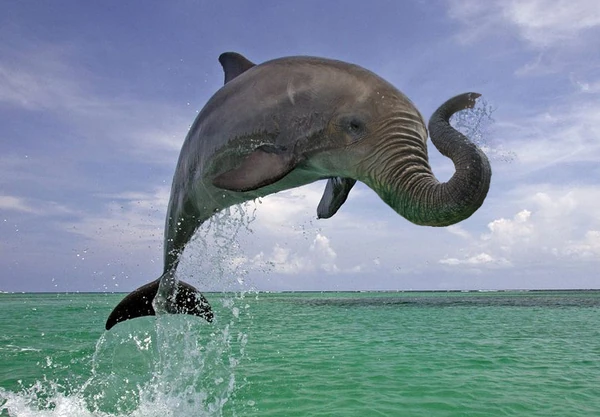 Australian Dolphelephant | I Can't Believe It's Not Walrus Wiki