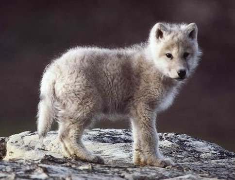 image baby wolf jpg icarly wiki fandom powered by wikia
