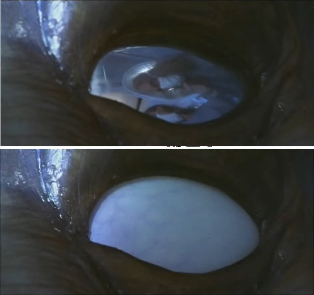 Alien Species Wiki Independence Day