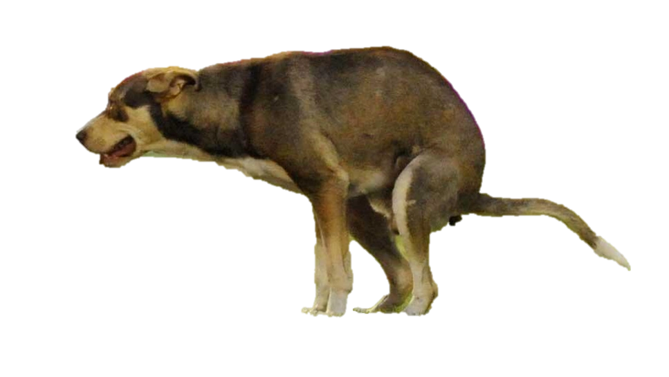 The Defecating Dog (Pub) Idea Wiki Fandom