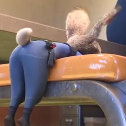 judy hoppa thick ass pprn judy hoppa thick ass pprn