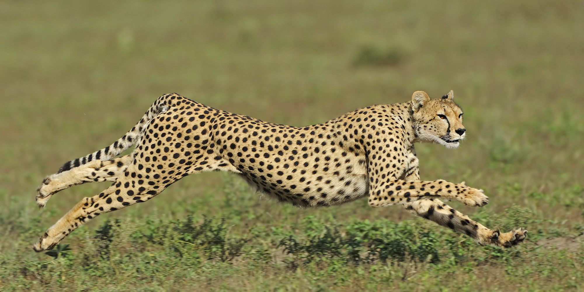 Image O CHEETAH facebook jpg Idea Wiki FANDOM Powered By Wikia image-o-cheetah-facebook-jpg-idea-wiki-fandom-powered-by-wikia