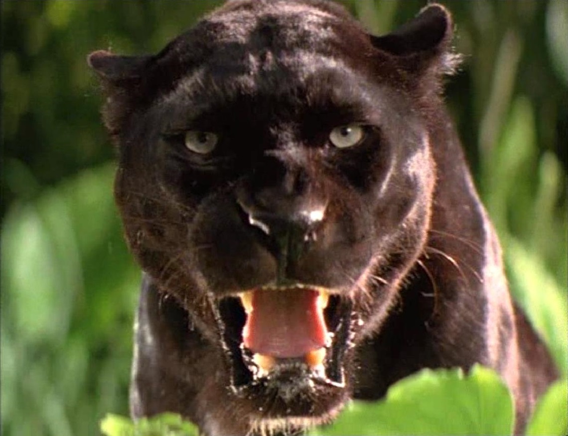 bagheera black panther
