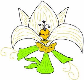Lisseliare