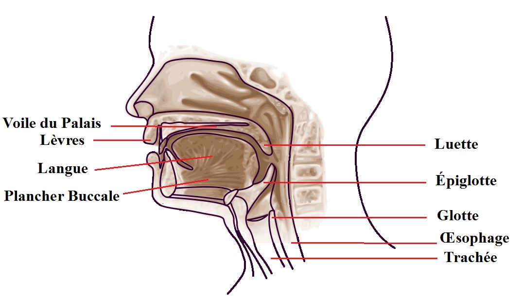 Comment fonctionne l'ouverture de la bouche