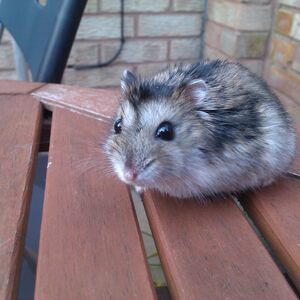 Siberian Hamsters I Love Hamsters Wiki Fandom