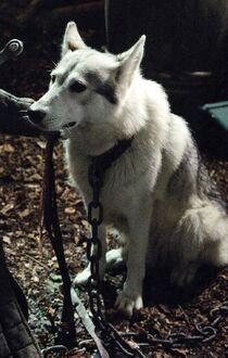 Eddard e Lady