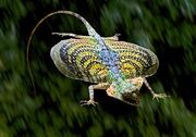 Flying-dragon-lizard