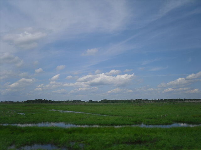 File:Swamp.jpg