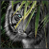 Dark Tiger