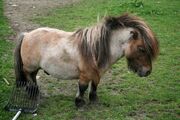 Roan Dun