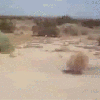 tumbleweed gif cat tumbleweed gif cat