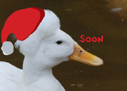 Quackfroteaser