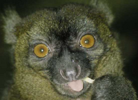 Lemur! (This is me!)