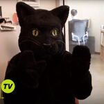 Benjamin Cat Impractical Jokers Wiki Fandom
