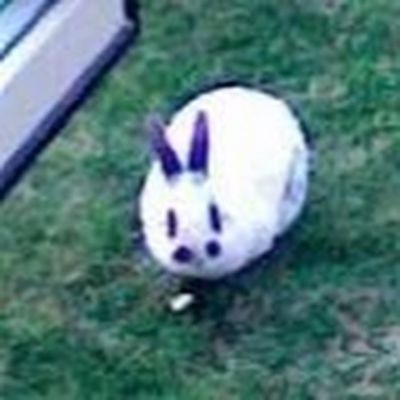 Walter rabbit