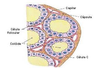 Tireoide3