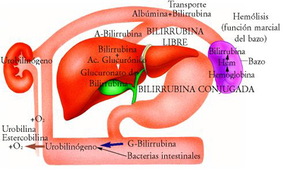 Figura 3