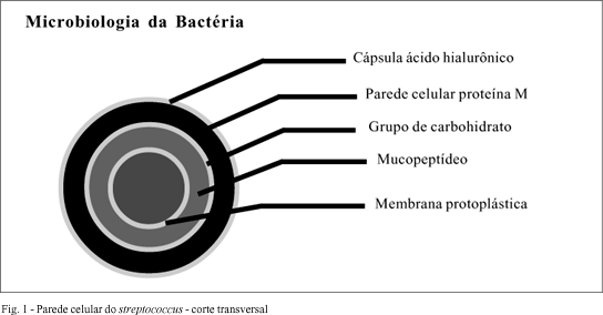 Fig.1 Bacteria