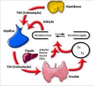 Tireoide5
