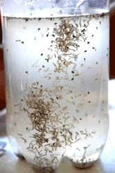 Dengue 2
