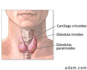 Glandulas tireoide paratireoides