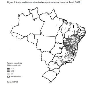 Esquistossomose 2.jpg