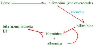 Metabolismo2