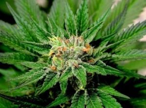 Cannabis2