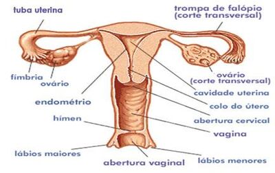 Figura 2 Viviani