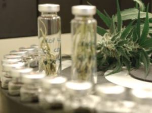 Cannabis4