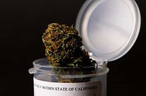 Cannabis7