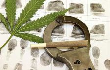 Cannabis3