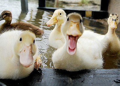 Enten