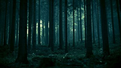 Meadowcrest Woods