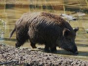 Wild boar