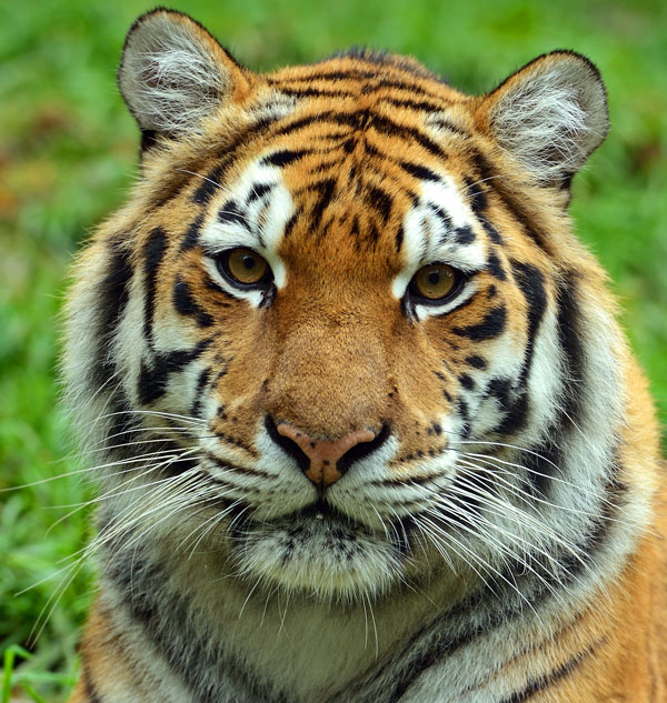 image tiger face jpg injustice mobile wiki fandom powered by wikia