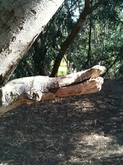 Duck Tree 2