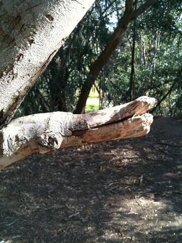 File:Duck Tree 2.jpg