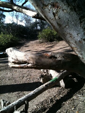 File:Duck Tree.jpg