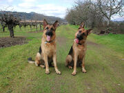 2Dogs