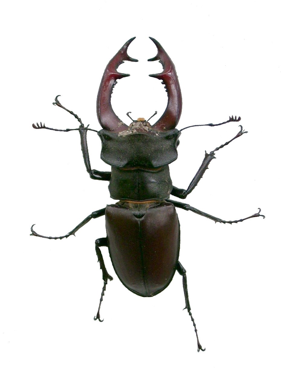 Lucanus cervus | Insect Wiki | FANDOM powered by Wikia