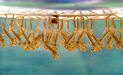 Culex larvae